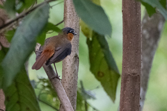 Sheppardia polioptera