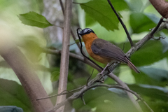 Sheppardia polioptera