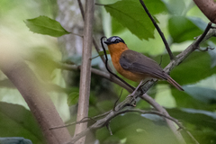 Sheppardia polioptera