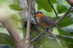 Sheppardia polioptera