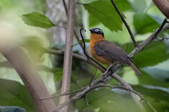 Sheppardia polioptera