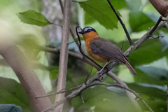 Sheppardia polioptera