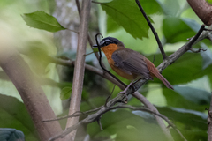 Sheppardia polioptera