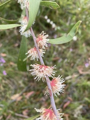 Hakea dactyloides