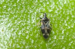 Anthocoris nemorum