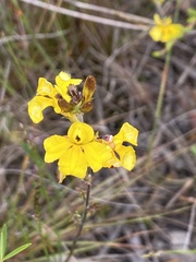 Hakea dactyloides