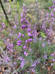 Hakea dactyloides