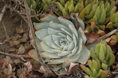 Dudleya brittonii