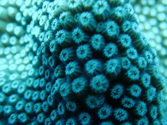 Scleractinia