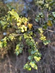 Prunus ilicifolia