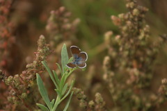Brephidium exilis exilis