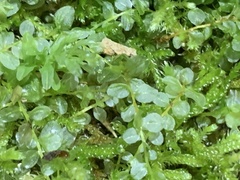 Plagiomnium cuspidatum