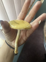 Stropharia ambigua