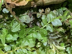 Plagiomnium cuspidatum