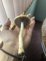 Stropharia ambigua