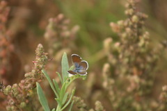 Brephidium exilis exilis