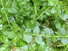 Plagiomnium cuspidatum