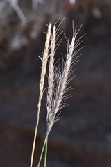 Elymus gmelinii