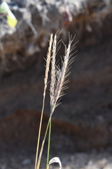 Elymus gmelinii