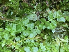 Plagiomnium cuspidatum