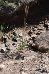 Elymus gmelinii