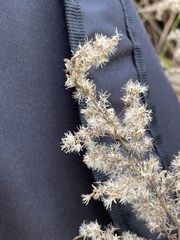 Eupatorium compositifolium