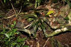 Asplenium attenuatum