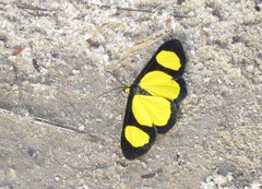 Cyllopoda jatropharia