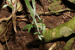 Asplenium attenuatum