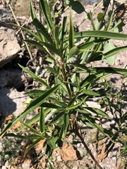 Barkleyanthus salicifolius