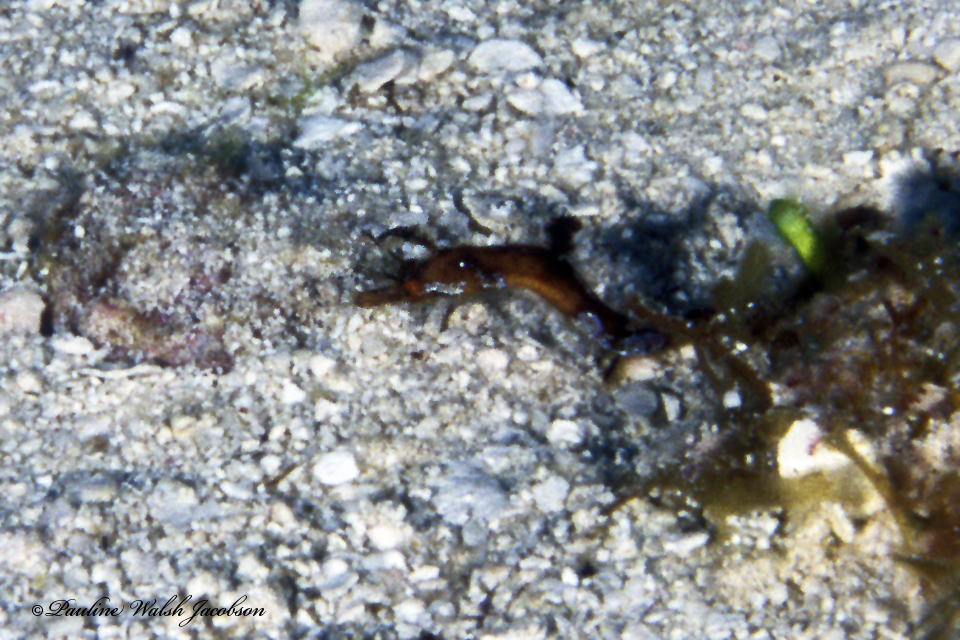 West Atlantic Pygmy Pipehorse