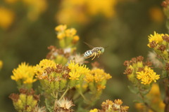 Bembix americana comata