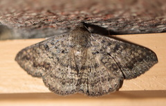 Ericeia sobria