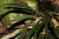 Asplenium attenuatum