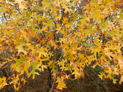 Quercus buckleyi