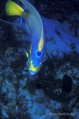 Holacanthus ciliaris