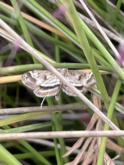 Parapoynx obscuralis