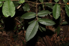 Flindersia bennettii