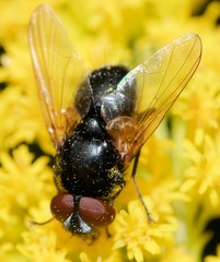 Gnadochaeta nigrifrons