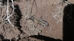 Panaspis wahlbergii