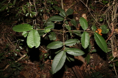 Flindersia bennettii