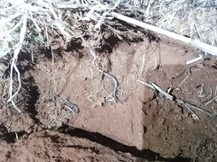 Panaspis wahlbergii
