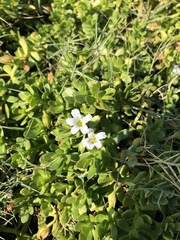 Bacopa