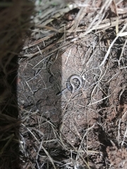 Panaspis wahlbergii