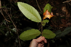 Flindersia bennettii