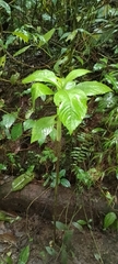 Aphelandra