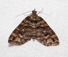 Crasilogia gressitti