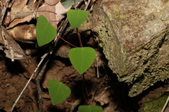 Homalanthus stillingiifolius