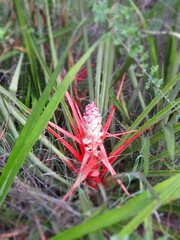 Bromelia