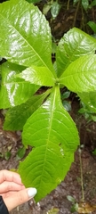 Aphelandra